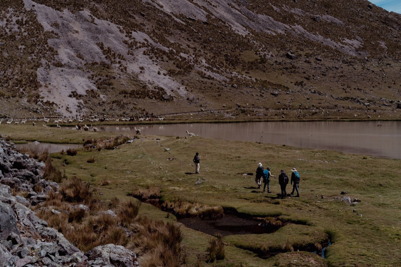 Peregrinos caminan junto a una laguna de altura rodeada por rebaños de alpacas.