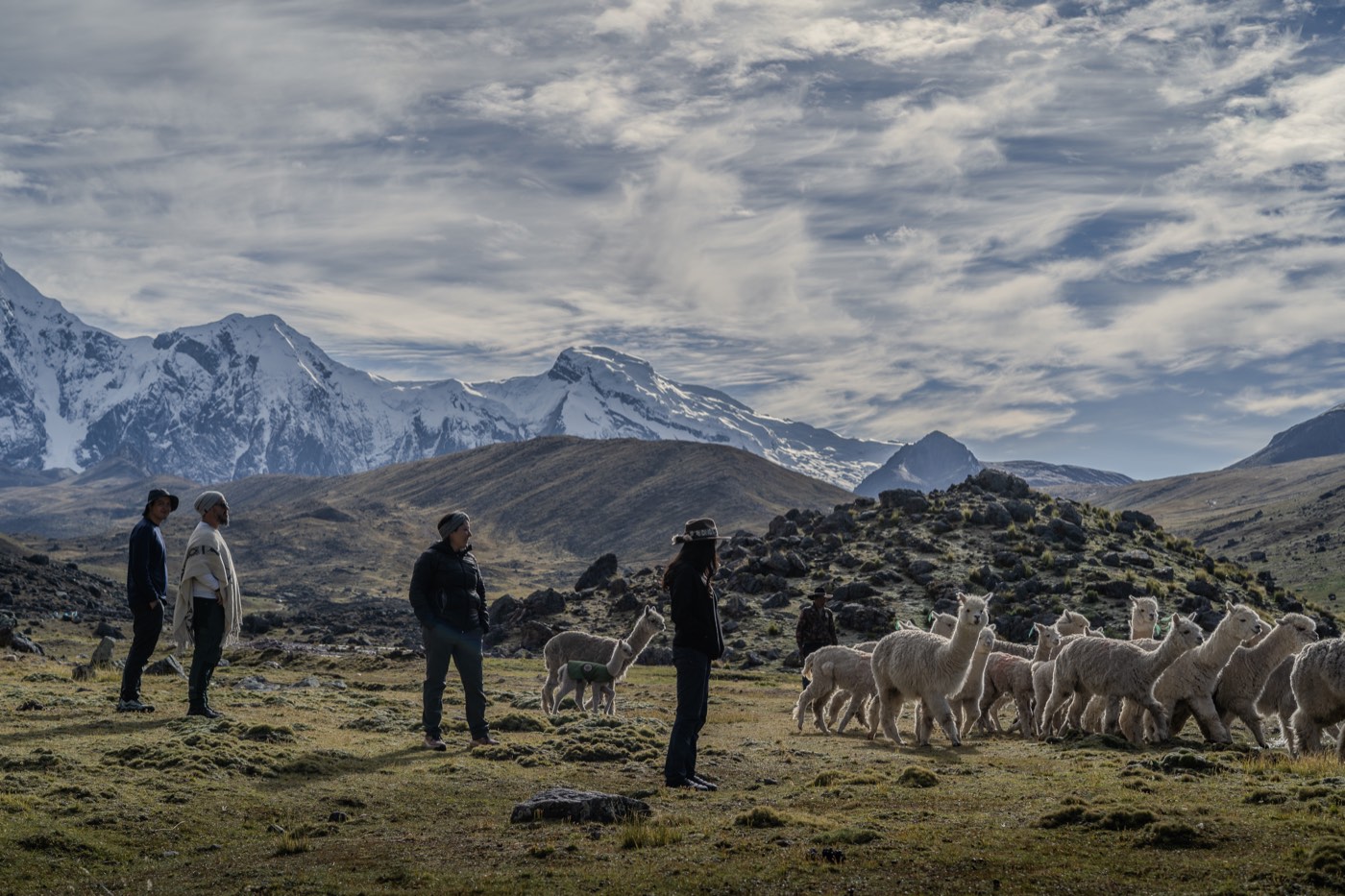Participantes observan un rebaño de alpacas en un valle de altura.