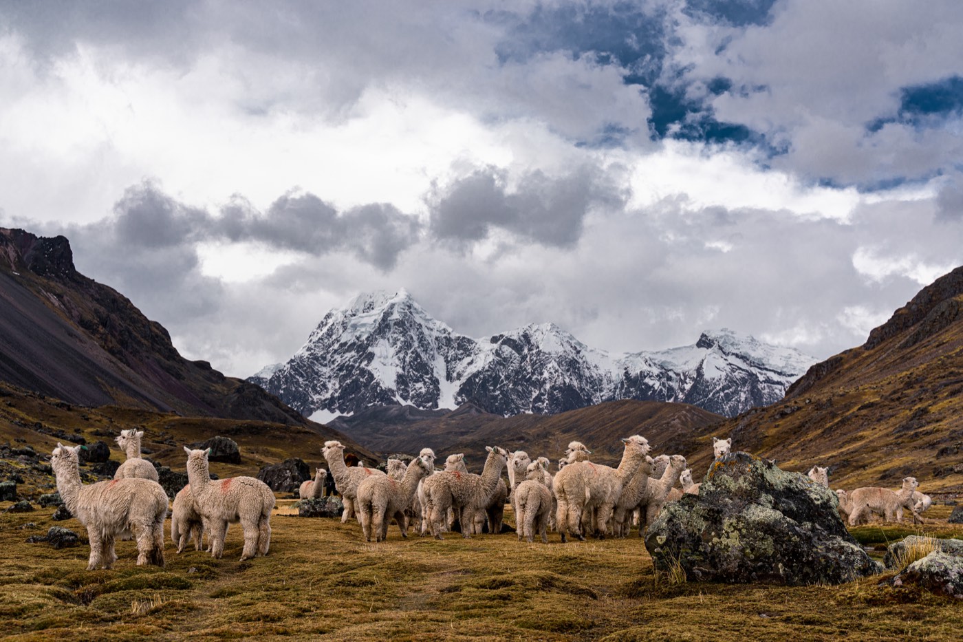 Rebaño de alpacas en el valle con las montañas nevadas al fondo.