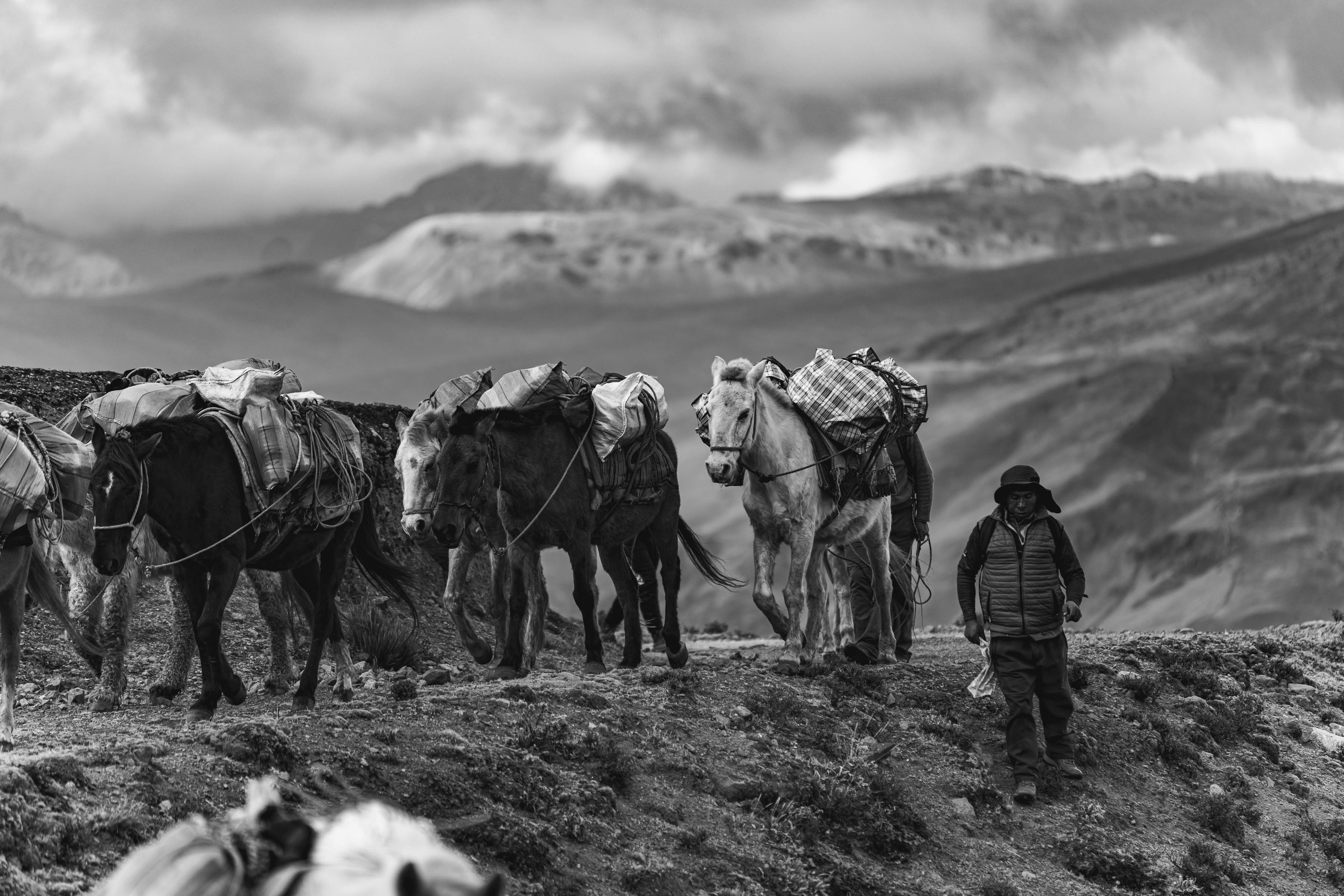 Arriero y caballos en el camino