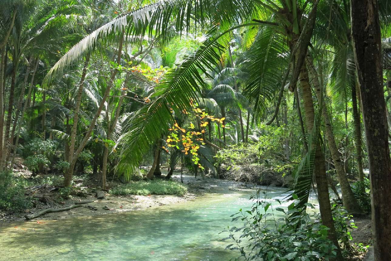 Ríos de la selva