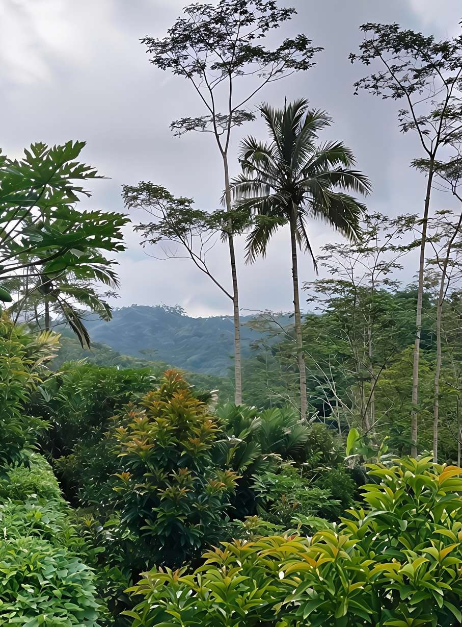 Los Tuxtlas — Selva El Marinero