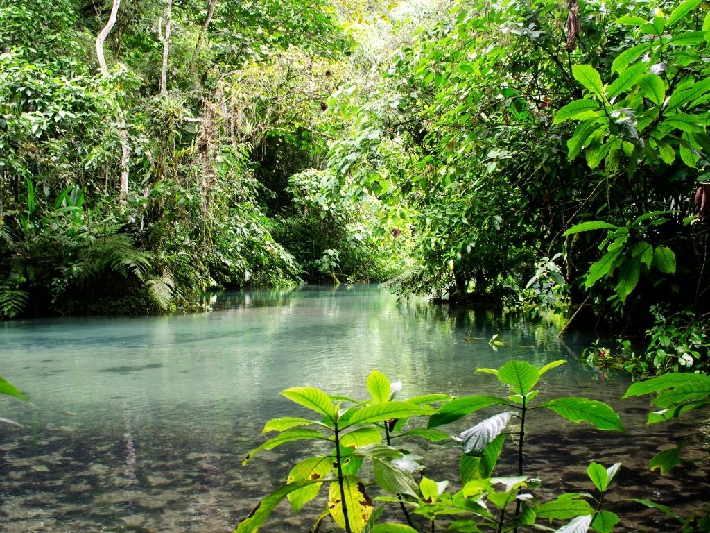 Poza de agua clara en la selva
