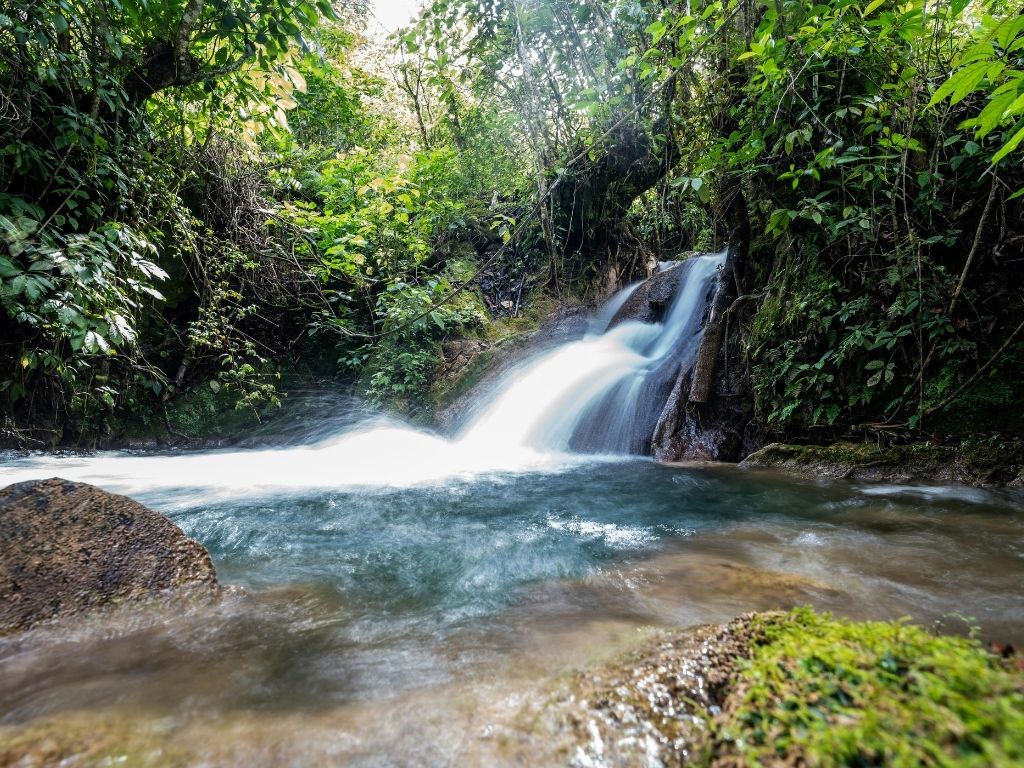 Cascada entre vegetación