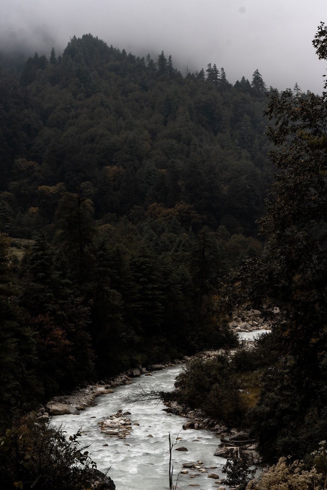 Río de montaña entre árboles