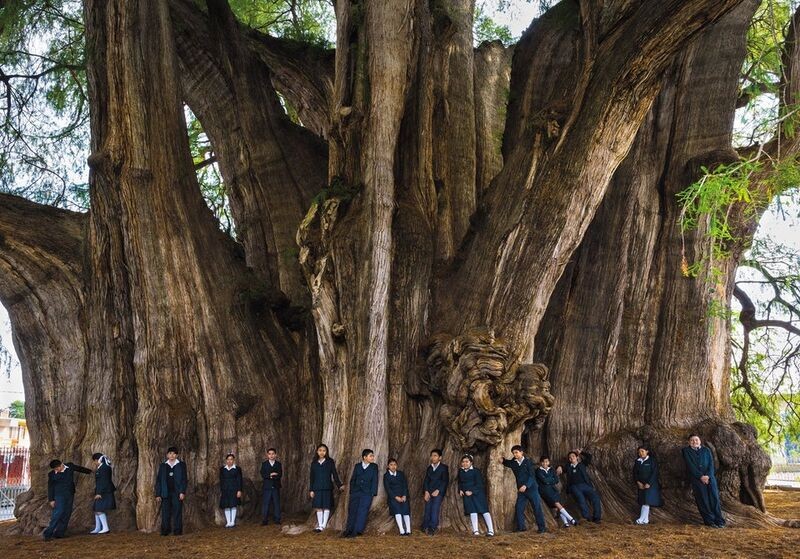 El Árbol del Tule