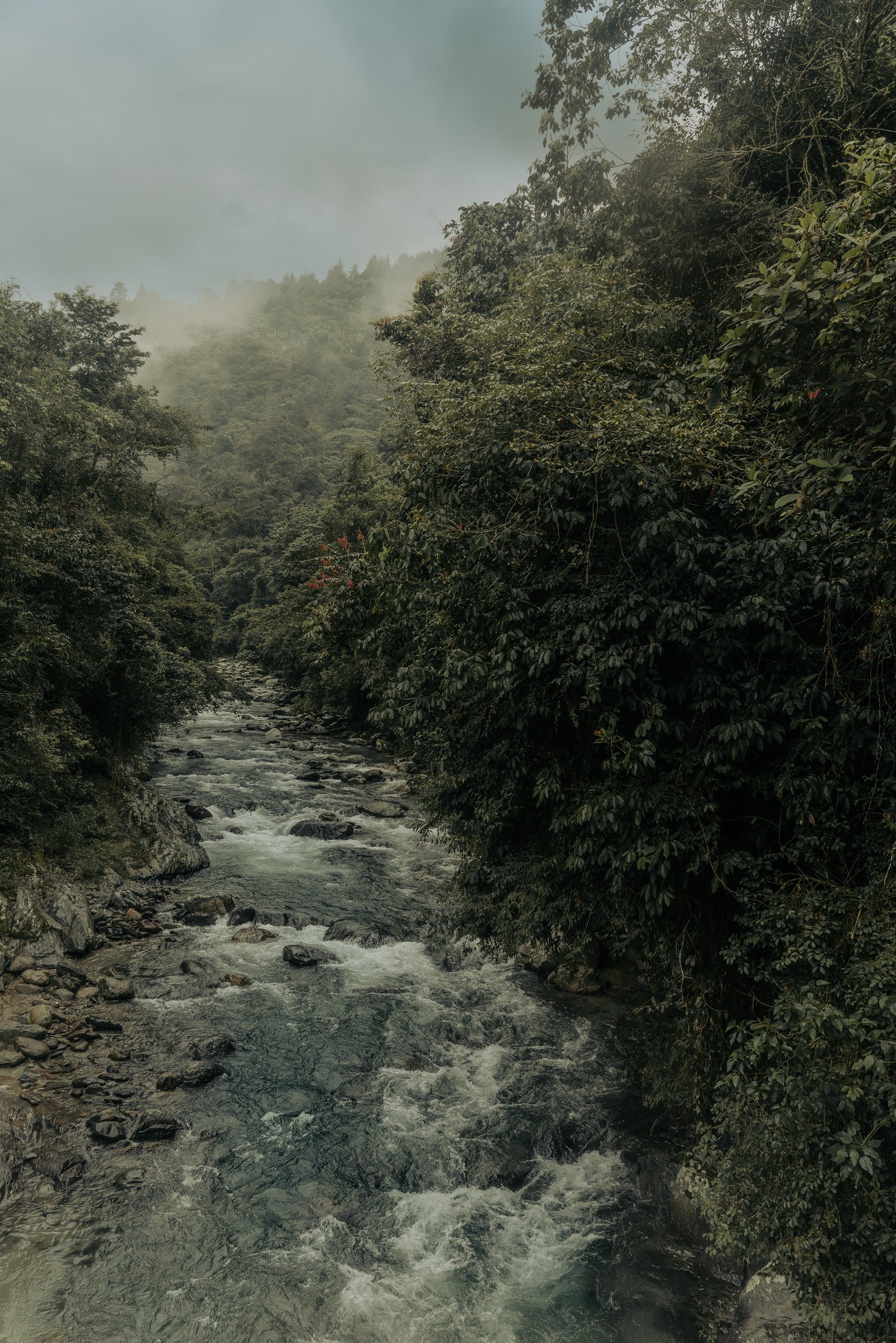 El bosque de niebla